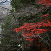 東近江　太郎坊宮_