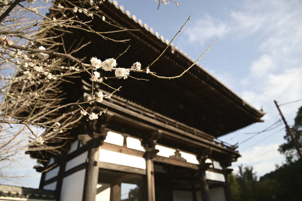 奈良　葛城　当麻寺__09