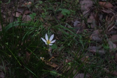 日陰の草花