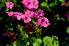 令和3年　秋　庭先の花 08