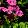 令和3年　秋　庭先の花 08