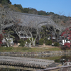 和歌山県岩出市　根来寺　常光明真言殿