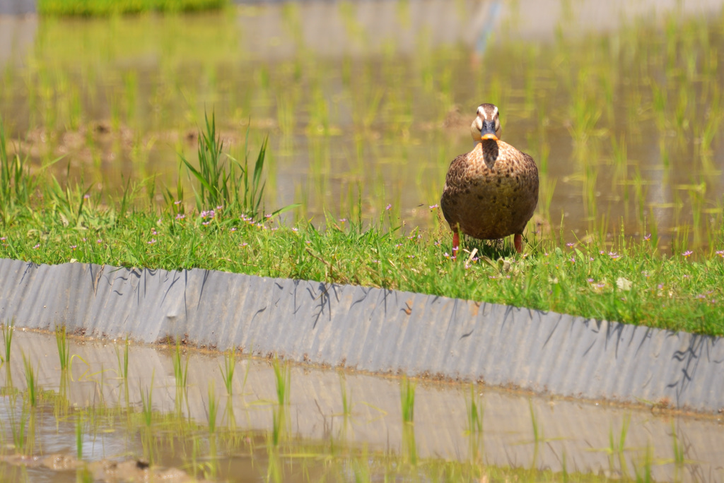 0613下赤坂棚田の番鳥