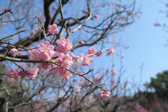 荒山公園　梅林