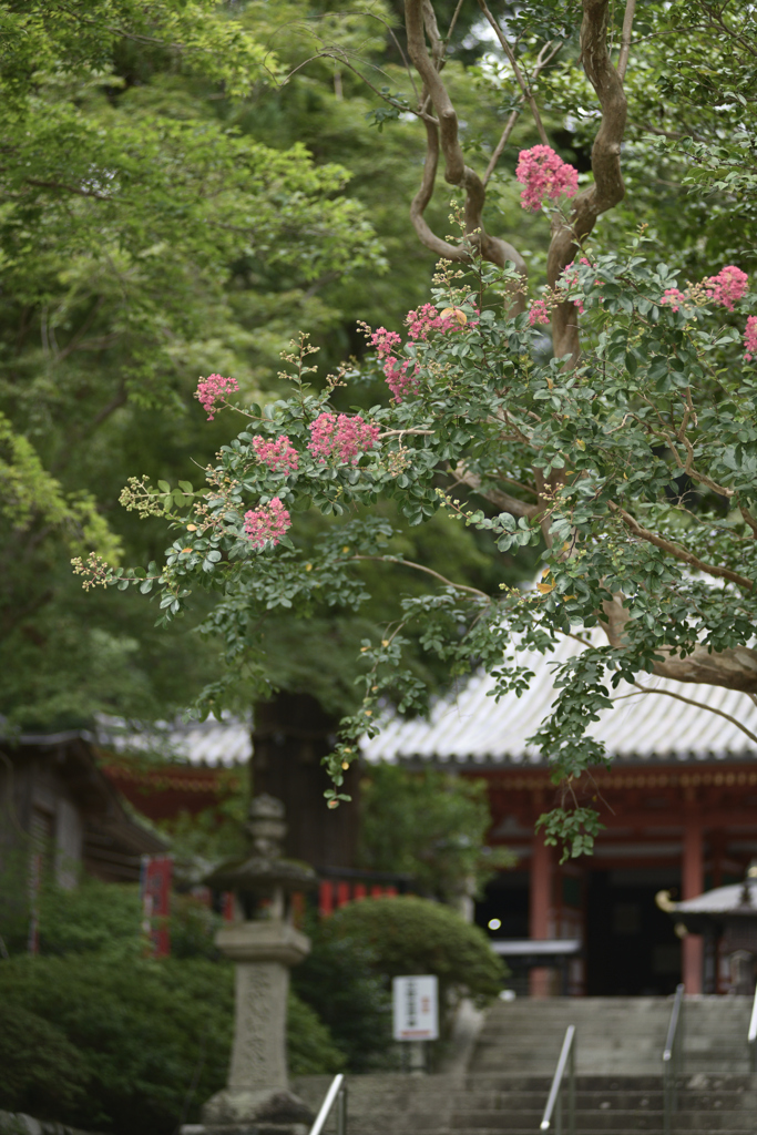 20190806 大阪府河内長野市観心寺__08