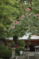 20190806 大阪府河内長野市観心寺__08