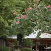 20190806 大阪府河内長野市観心寺__08