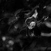 槇尾散策__10