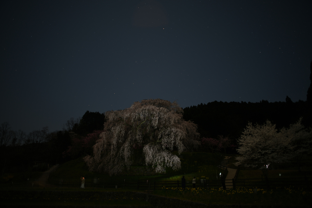 又兵衛桜