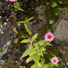DSCF0050