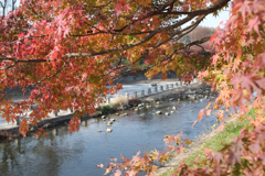 奈良　斑鳩町　竜田川　紅葉