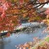 奈良　斑鳩町　竜田川　紅葉