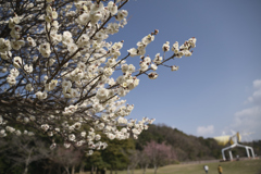 荒山公園　梅林