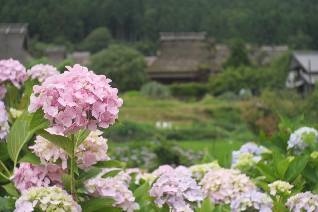 美山かやぶきの里