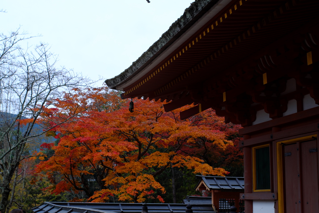 長谷寺