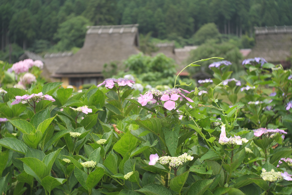 美山かやぶきの里