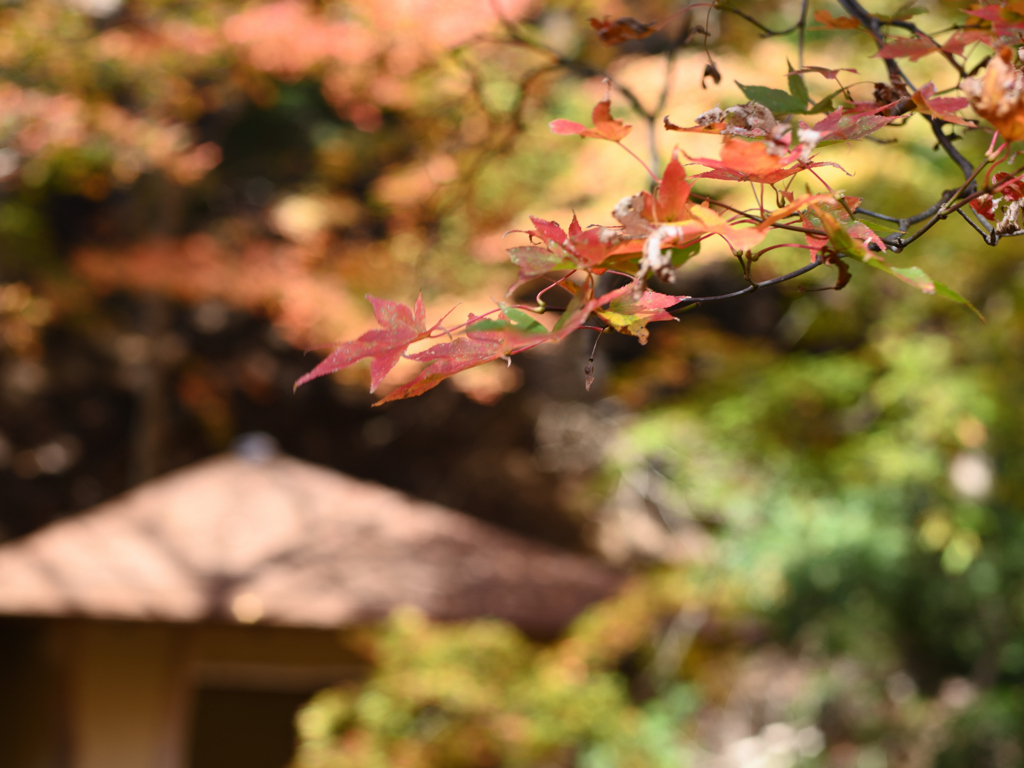 吉野山　西行庵