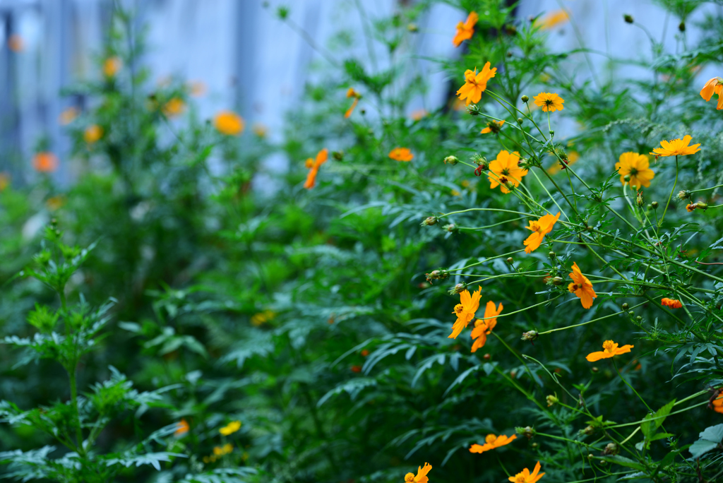 雑草群の花