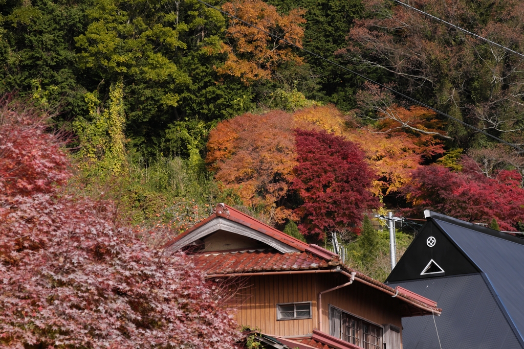 山里　秋