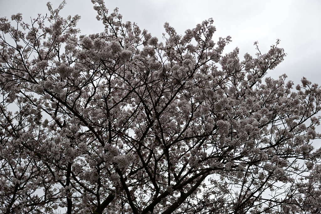 堤防の桜_雨にも負けず