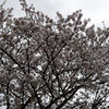 堤防の桜_雨にも負けず