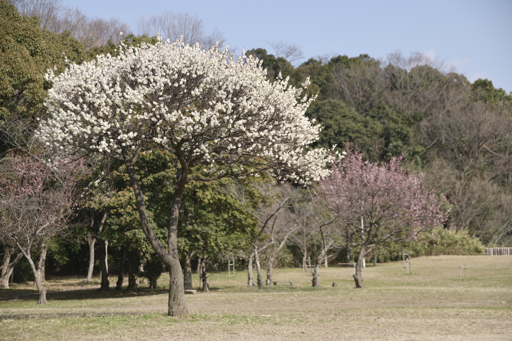 荒山公園　梅林