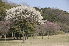 荒山公園　梅林