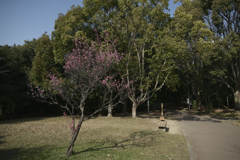 荒山公園　梅林