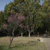 荒山公園　梅林