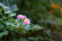 令和3年　秋　庭先の花 05