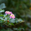 令和3年　秋　庭先の花 05