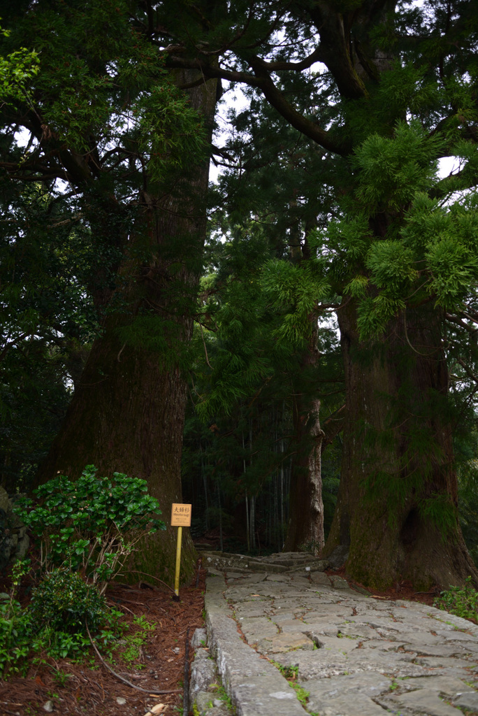 熊野古道　大門坂