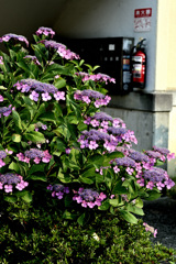 住宅　紫陽花