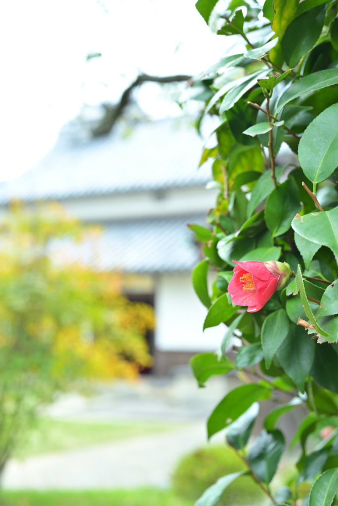 寺内町__12