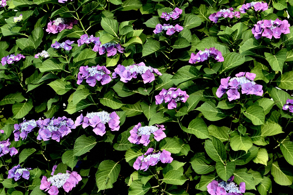 住宅　紫陽花