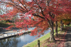 奈良　斑鳩町　竜田川　紅葉