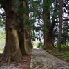 熊野古道　大門坂