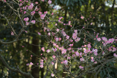 荒山公園　梅林