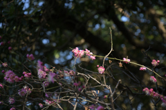 荒山公園　梅林