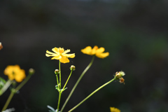 令和3年　秋　庭先の花 04