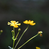 令和3年　秋　庭先の花 04