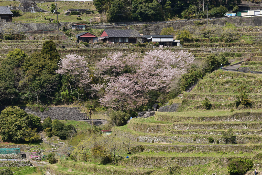 丸山千枚田