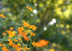 令和3年　秋　庭先の花　01