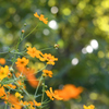 令和3年　秋　庭先の花　01