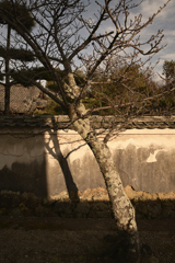 奈良　葛城　当麻寺__07