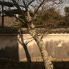 奈良　葛城　当麻寺__07