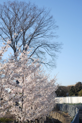 老大木と若桜