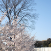 老大木と若桜