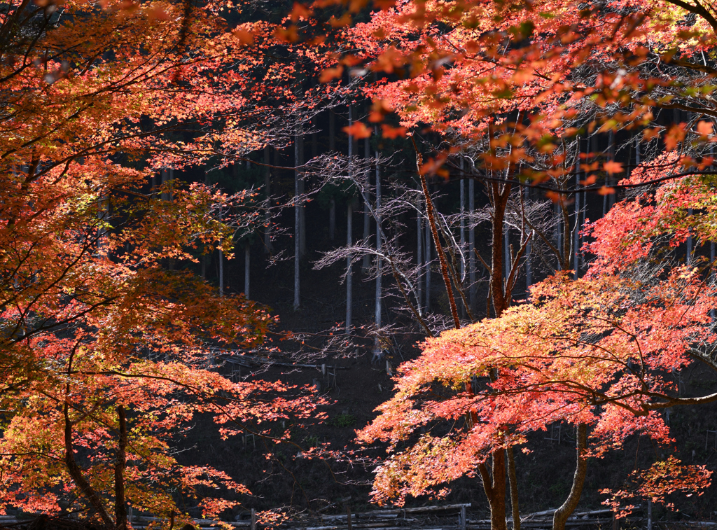 吉野山　