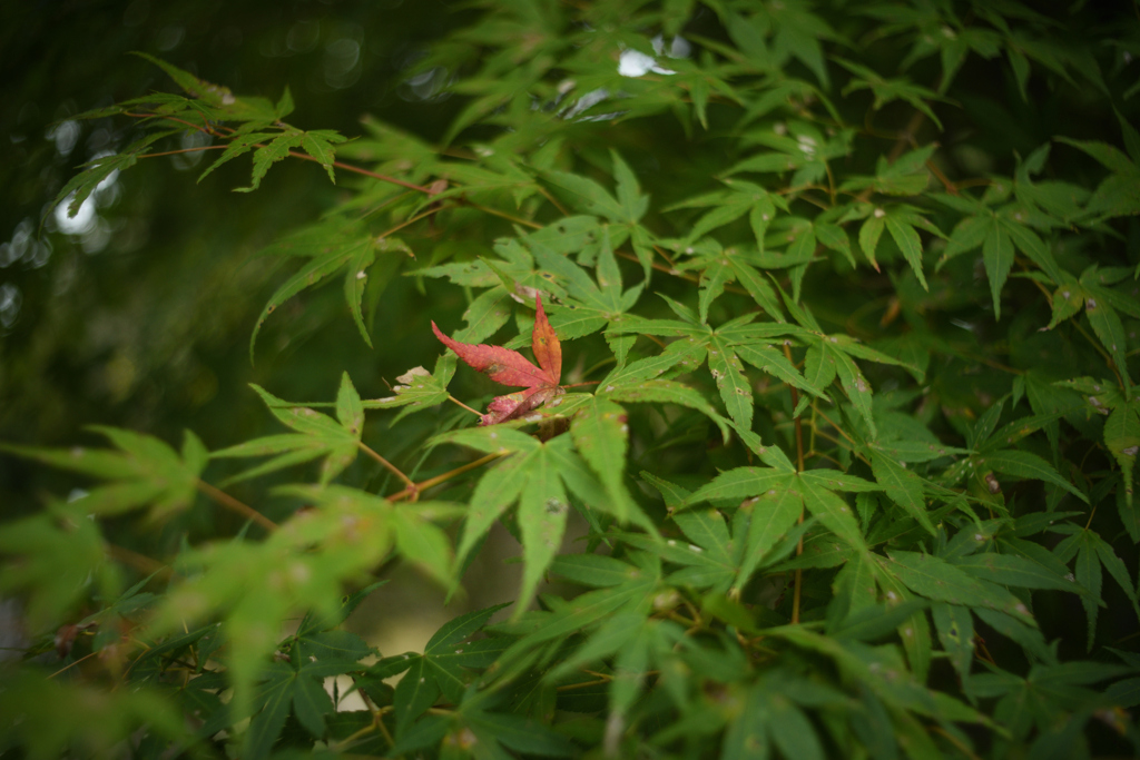 紅　一点